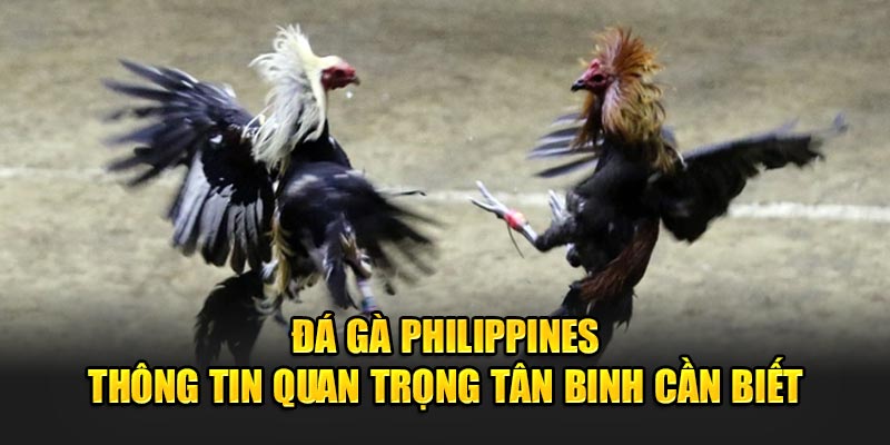 Đá Gà Philippines Thông Tin Tân Binh Cần Biết