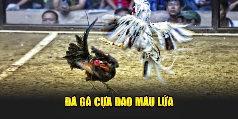 Đá gà cựa dao máu lửa