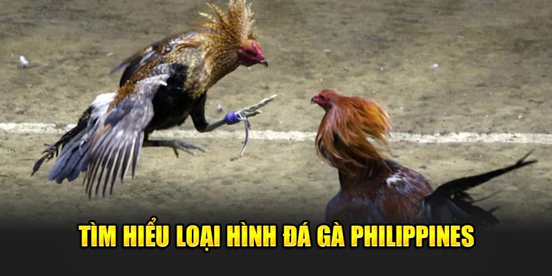 Tìm hiểu loại hình Đá gà Philippines