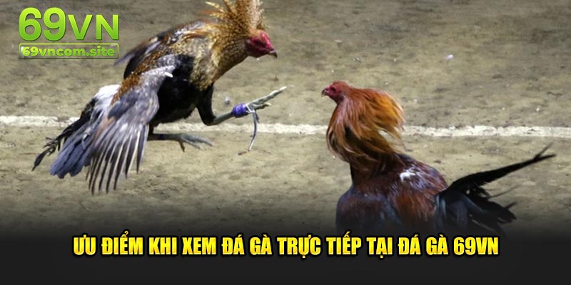 Ưu điểm khi xem đá gà trực tiếp tại Đá Gà 69VN