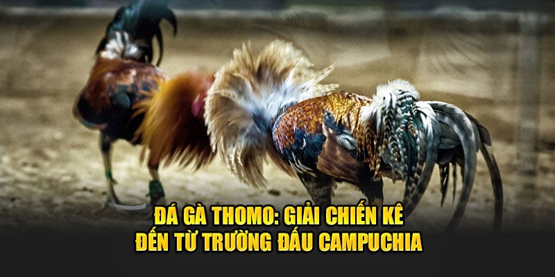 Đá gà Thomo: Giải Chiến Kê Đến Từ Trường Đấu Campuchia