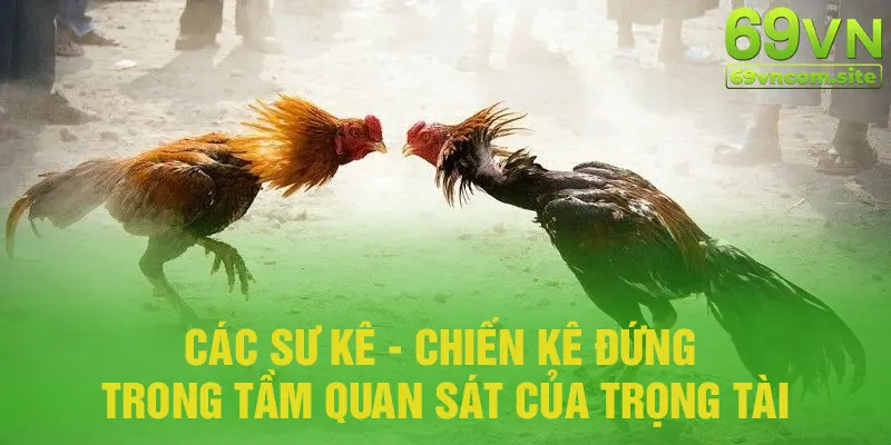 Các sư kê và chiến kê đứng tầm nhìn của trọng tài và khán giả