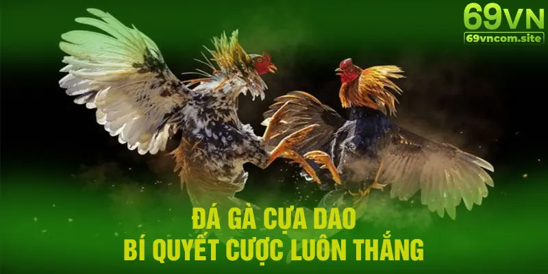 Luật chơi Đá gà cựa dao 69VN và bí quyết cược luôn thắng