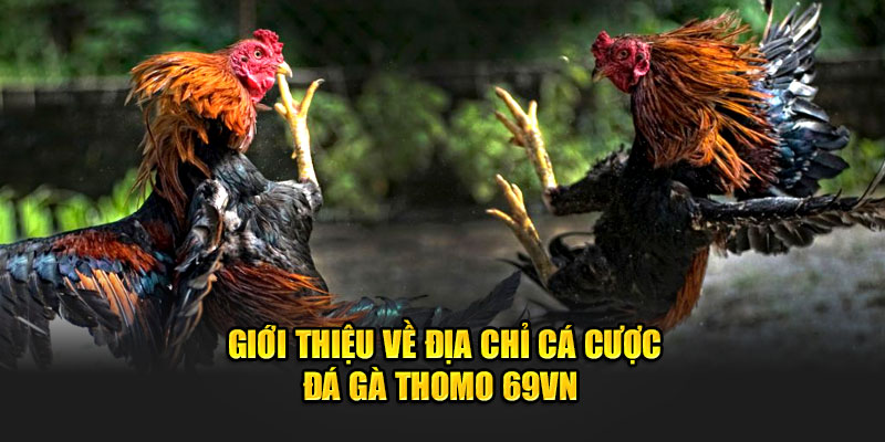 Giới thiệu về địa chỉ cá cược Đá gà Thomo 69VN 