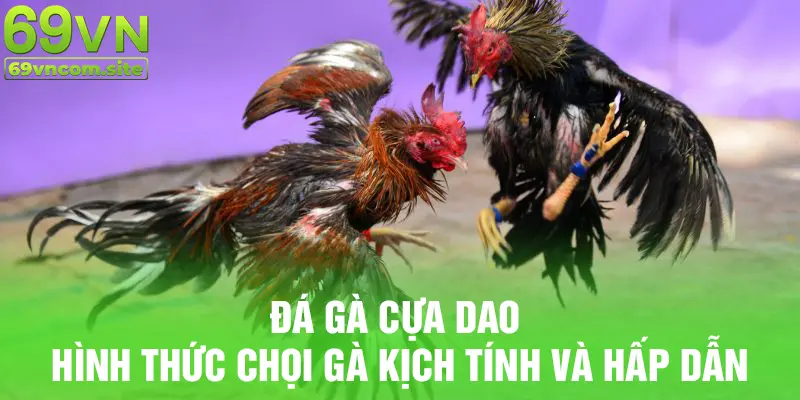 Đá gà cựa dao hình thức chọi gà kịch tính hấp dẫn