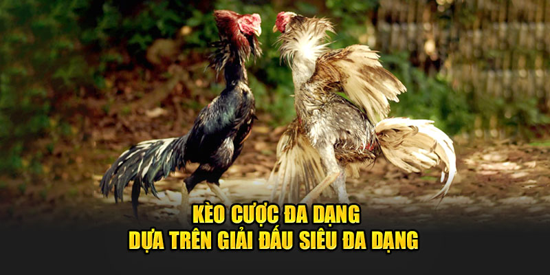 Hướng dẫn nhận định kèo đá gà qua ngoại hình chiến kê 