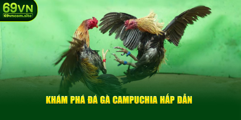 Khám phá Đá gà Campuchia hấp dẫn