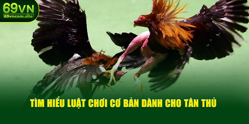 Tìm hiểu luật chơi cơ bản dành cho tân thủ